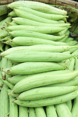 luffa gourd stock on shop