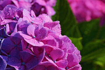 This blooming hydrangea looks so pretty