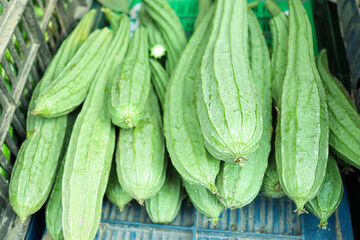 green ridge gourd on shop