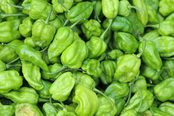 green chili peppers stock on shop