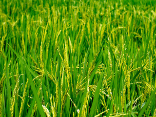 rice plant is growing and yielding.	