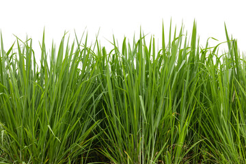 Green grass isolated on white background.