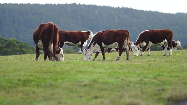 beautiful cattle in Australia eating grass, grazing on pasture. Herd of cows free range beef being regenerative raised on an agricultural farm. Sustainable farming of food crops. Cow in field