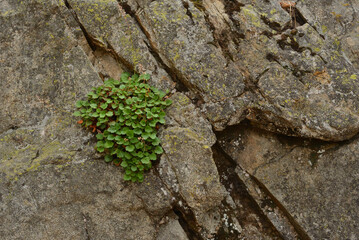 Obraz premium Plants on a rock wall, Lake Tahoe, CA