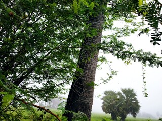 Fototapeta premium trees in the forest
