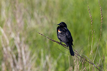 Red winged blackbird