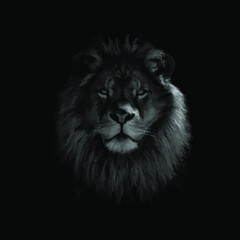 Fototapeta na wymiar Portrait of a lion lion, lion in the dark, illustration abstract. vector. eps