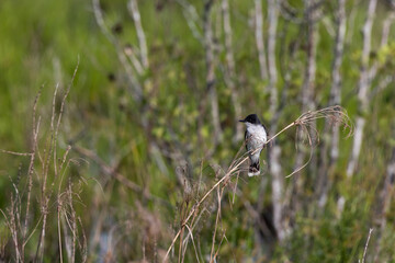 Eastern Kingbird on a branch