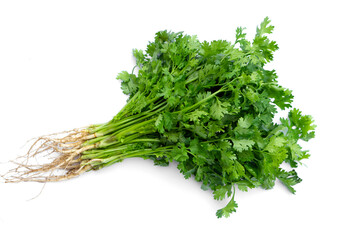 Bunch of fresh coriander vegetables on white background. Concept : organic herbal food ingredient, can be eaten as fresh vegetable or cook for seasoning with other food as topping. Healthy eating. 