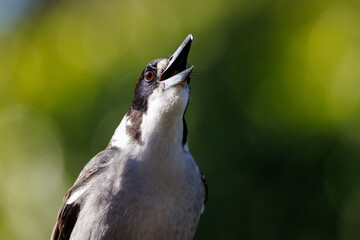Grey Butcherbird singing