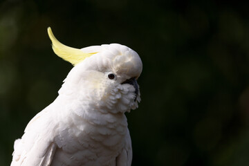 Fototapeta premium Sulphur-crested Cockatoo portrait at rest