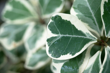 Close up of green and white leaf of Araliaceae or Polyscias sp