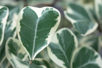 Close up of green and white leaf of Araliaceae or Polyscias sp