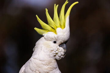 Sulphur-crested Cockatoo with crest raised © David