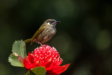Lewin's Honeyeater on a waratah flower