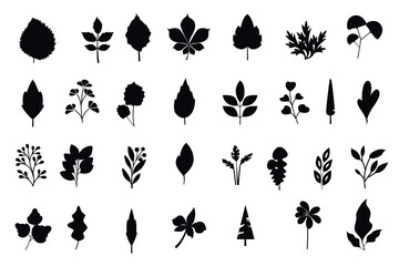 Fototapeta na wymiar Designer elements set collection of jungle ferns, tropical eucalyptus art natural leaf herbal leaves