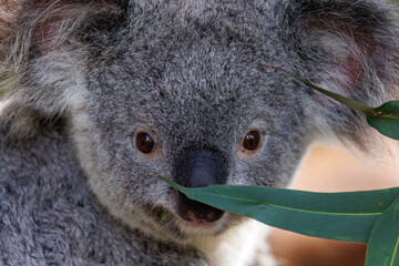 Koala face with gumleaf