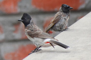 red winged blackbird