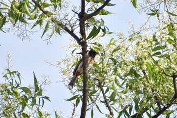 bird on a branch