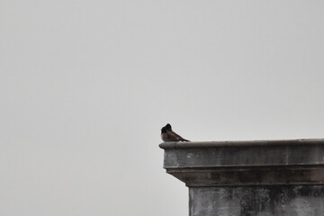 bird on the roof