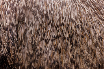 Emu feathers texture