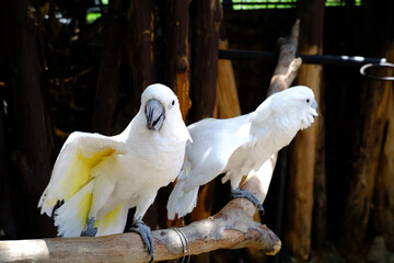 White Cacatua, cockatoo parrot at the zoo, funny domestic bird. Adorable cockatoo bird home pet in...