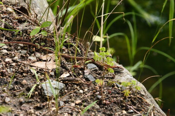 Fototapeta premium カナヘビ09