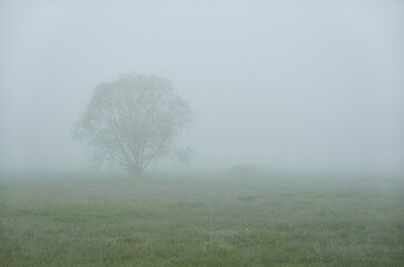 Green forest lawn (meadow) in a fog at sunrise. Lonely trees. idyllic summer rural scene. Soft sunlight. Pure nature, environment, ecology, ecotourism © Alex Stemmer