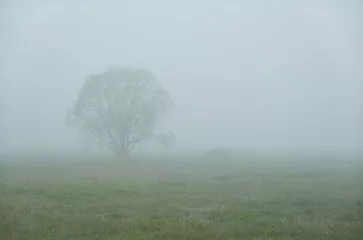 Fototapeten Sommer Green forest lawn (meadow) in a fog at sunrise. Lonely trees. idyllic summer rural scene. Soft sunlight. Pure nature, environment, ecology, ecotourism  © Alex Stemmer