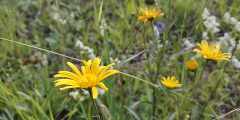 yellow flowers in the grass