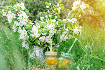 Branches with apple blossoms and two cans of lemonade with tubes. Picnic background close-up