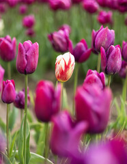 Tulip Flower Field. Close Up Nature Background. Spring Season.