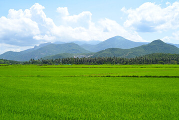 Fototapeta na wymiar Bright field of rice growing in Vietnam