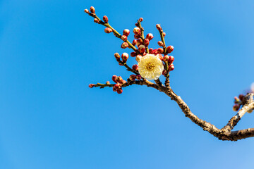 枝の先の白い梅の花と赤いつぼみ
