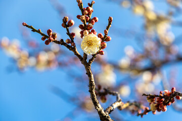 枝の先に白い梅の花とつぼみ