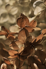 Beautiful dry flowers. Dried hydrangea petals in sunlight close up. Stylish poster, soft focus