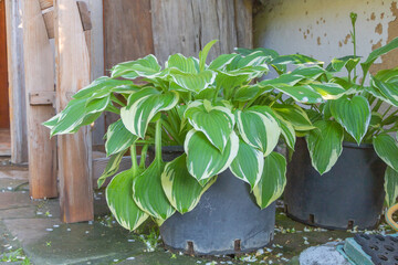 Close up shot of Hosta plantaginea plant or August lily - Ornamental plant for garden