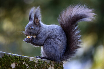 Eichhörnchen © PhotoArt