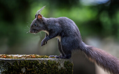 Eichhörnchen © PhotoArt