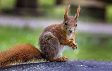 Eichhörnchen © PhotoArt