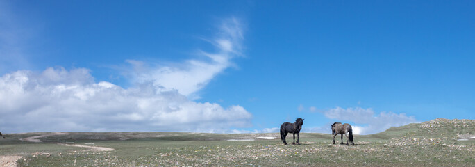 Blue skies over wild horse stallions fighting in the Pryor Mountains Wild Horse Range in Montana...