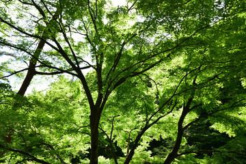 Fototapeta na wymiar 緑の木々