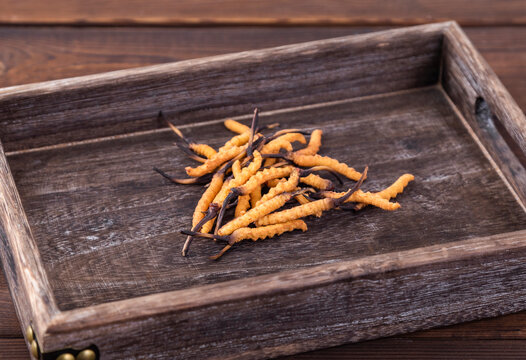Photography of cordyceps sinensis, a nourishing Chinese herb