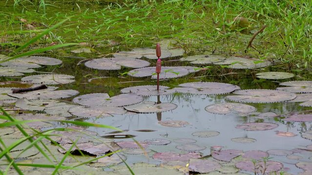 Water Lilly Pond. A peaceful pond with some closed Water Lillies and small fish breaking the surface