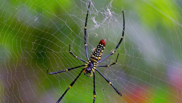 Macro Jungle Spider. A macro shot of a Golden silk orb-weaver Spider (Nephila). Filmed in Kaeng Krachan National Park, Thailand.