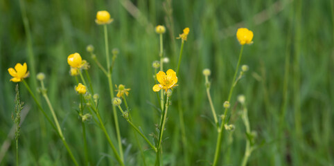 Backgrounds, blur grassy flowers. Vintage background little flowers, nature beautiful, toning design spring nature, sun plants. Flower field.