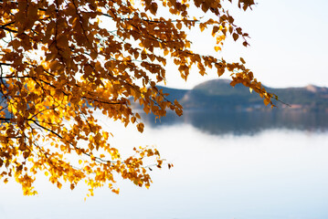 Sunlight shines through the autumn foliage. Mountain lake in the haze in the background and foggy sky. Atmospheric autumn landscape with copy space.