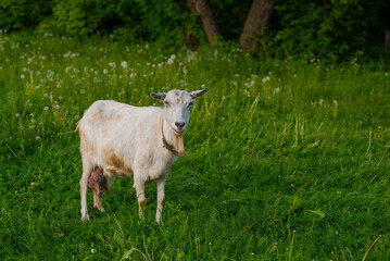 Naklejka na ściany i meble White domestic goat in the farm. Goat standing among green grass. Sunny spring day.