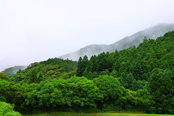 misty forest in japan