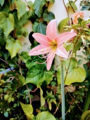 pink lily flower